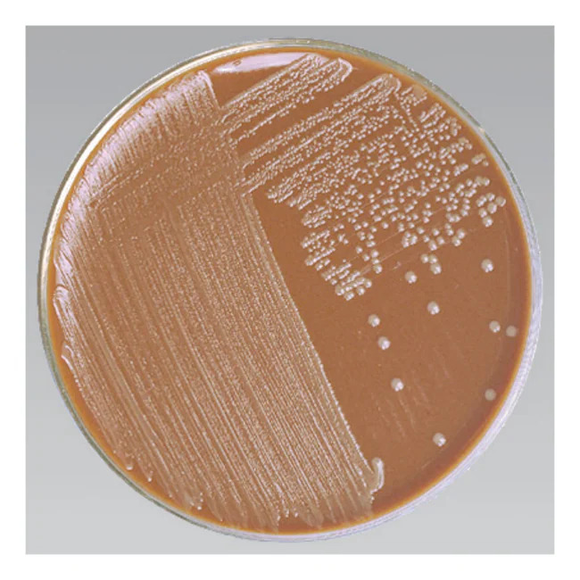 Chocolate Agar with Bacitracin