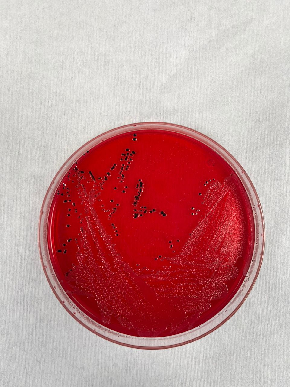 MacConkey-Agar-&-MacConkey-III-Agar