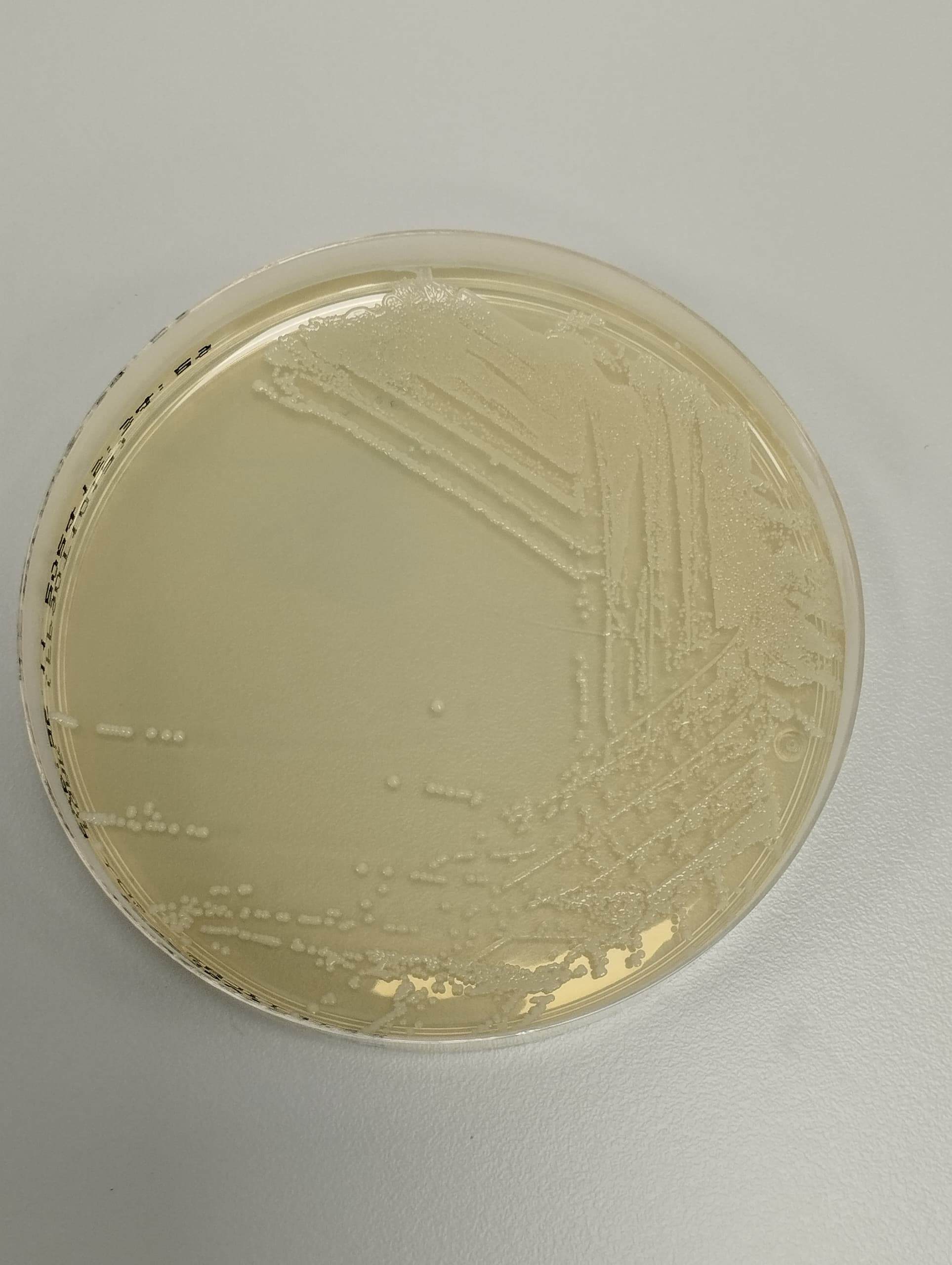 Mycosel-Agar