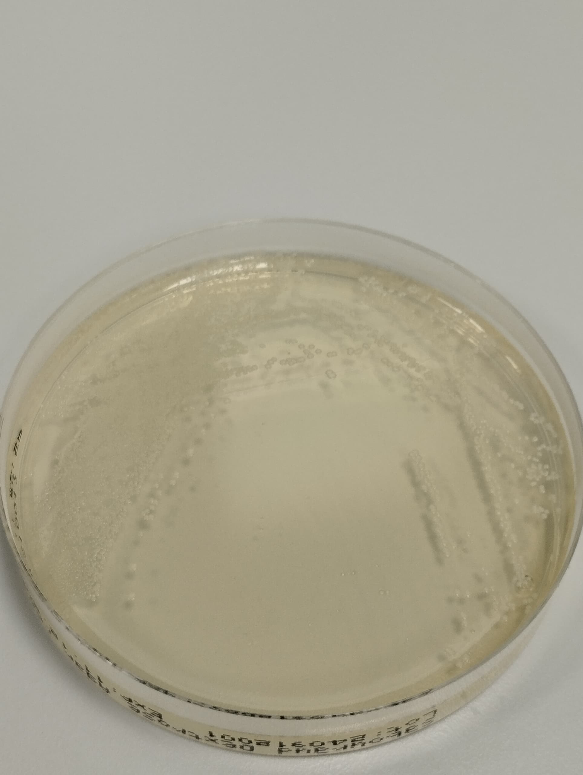 Sabouraud-Dextrose-Agar-with-Chloramphenicol-and-Gentamicin