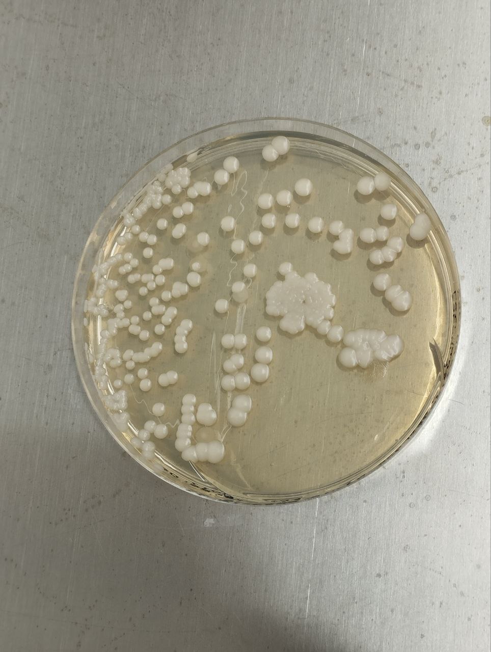 Sabouraud-Dextrose-Agar