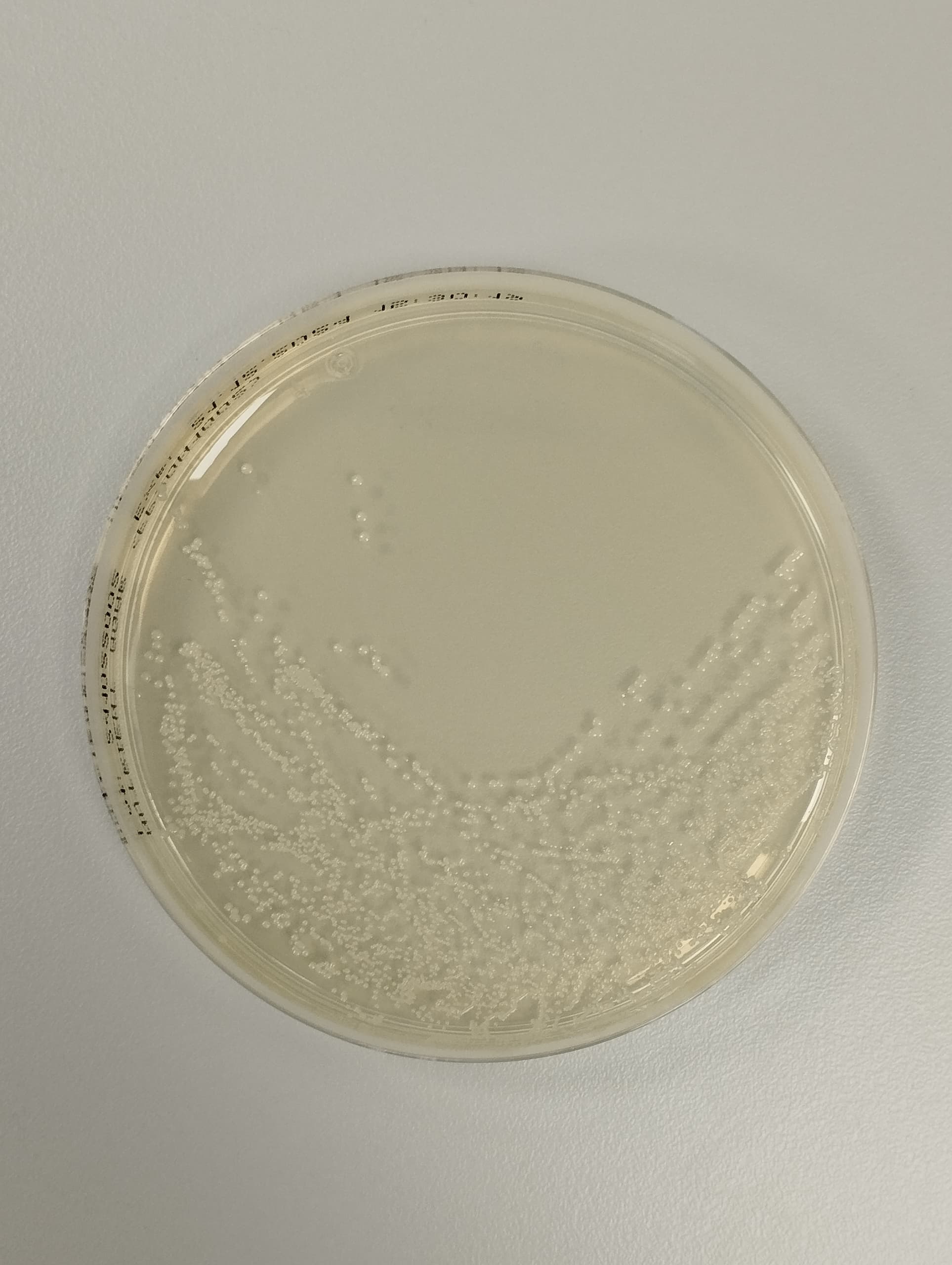 Nutrient-Agar