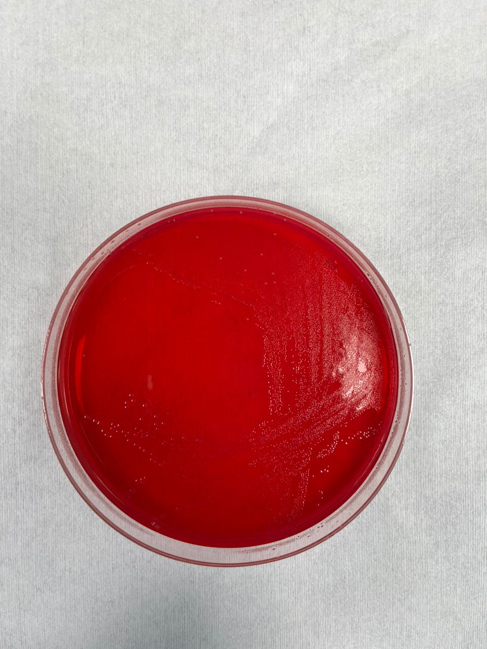 XLD-Agar