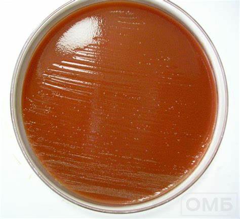 Chocolate Agar